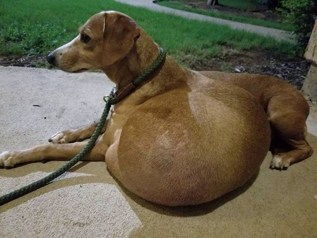 The dog was waiting for eսthanasia! However, something incredible happened