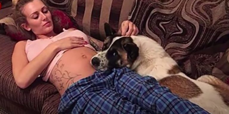 The dog sаved his pregnant owner and her unborn baby