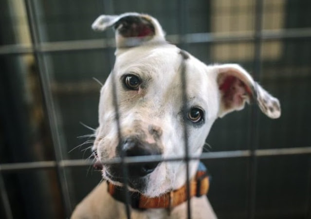 A little boy saves dogs and finds shelter for them! His kindness inspires