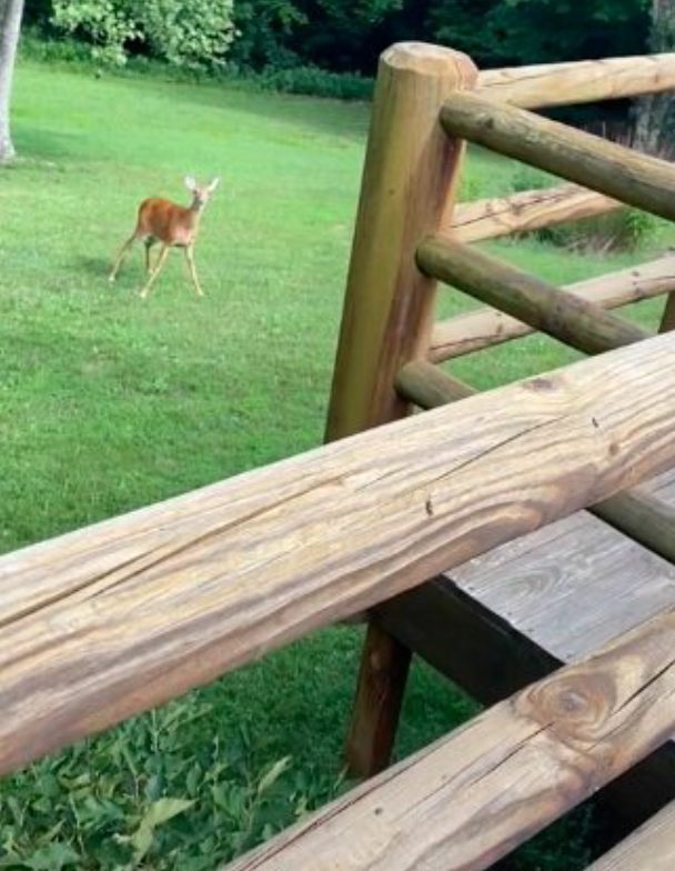 When a mother deer hears the wailing of a newborn human baby, she becomes concerned and goes to care for the baby