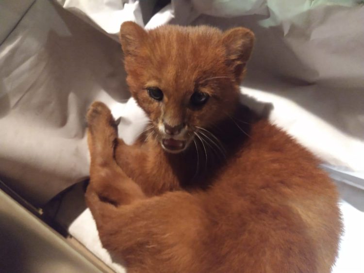 A rescued little feline was mistaken for a kitten while feeding from its dead mother