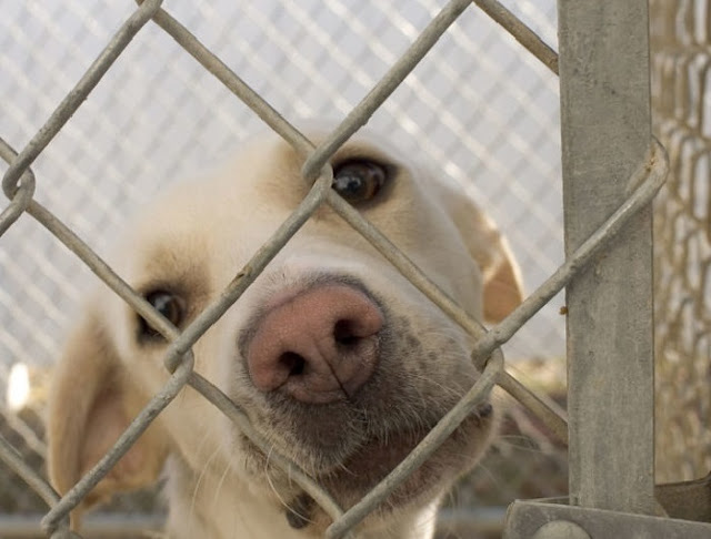 A little boy saves dogs and finds shelter for them! His kindness inspires