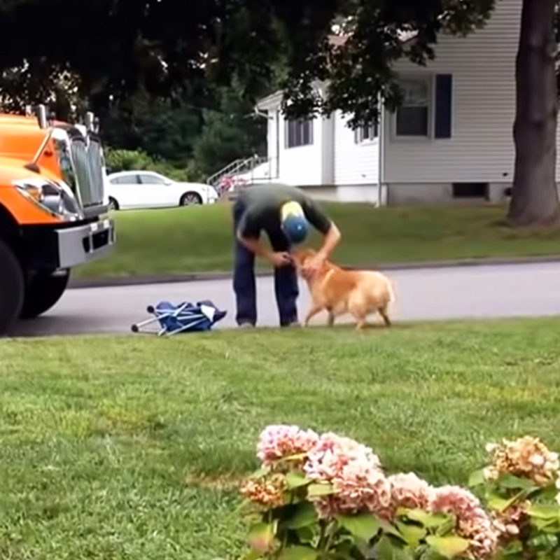Footage of a garbage collector abusing a Golden Retriever goes viral on the internet