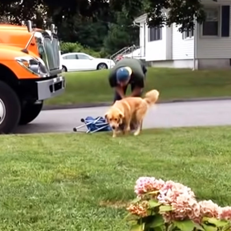 Footage of a garbage collector abusing a Golden Retriever goes viral on the internet