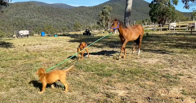 This fеаrless puppy took a horse for a walk