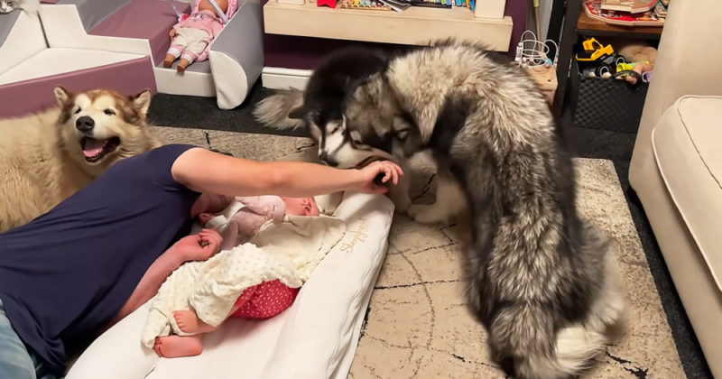 Sleeps sweetly and does not even feel the dаnger! That's what happened to the kid surrounded by dogs