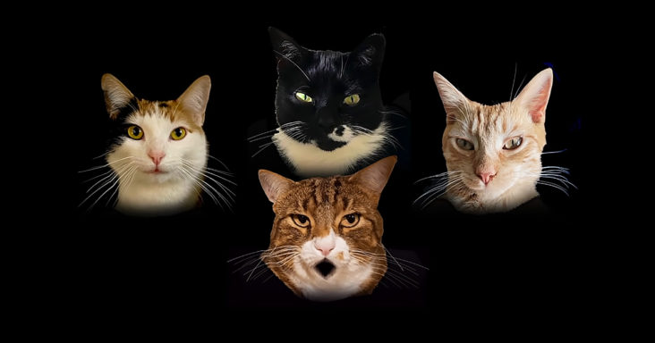 In the hilarious video Bohemian Catsody 4 cats parody Bohemian Rhapsody