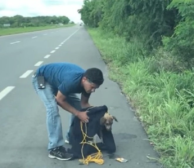 A hungry dog was waiting on the road for one car to stop for her