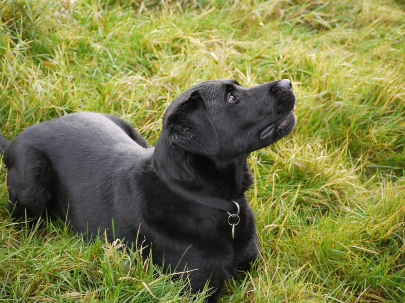 This labrador was saved from alcohol addiction after his owner passed away