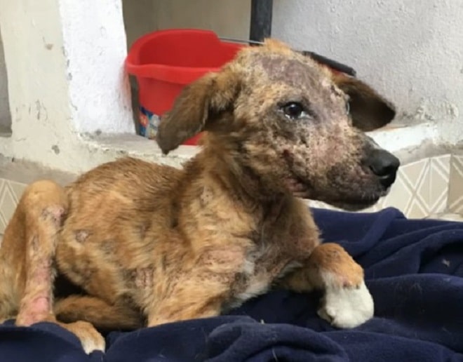 A hungry dog was waiting on the road for one car to stop for her