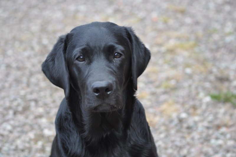 This labrador was saved from alcohol addiction after his owner passed away