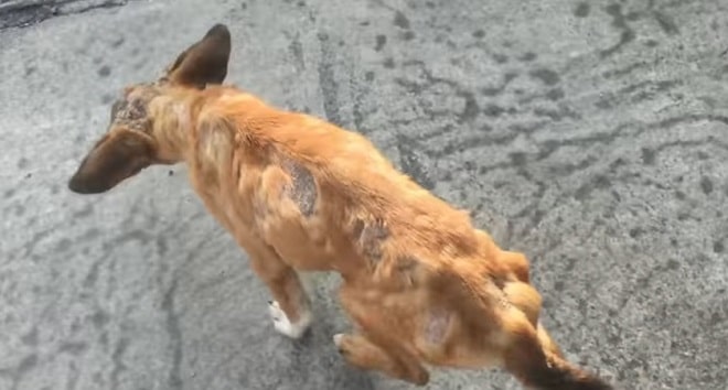 A hungry dog was waiting on the road for one car to stop for her