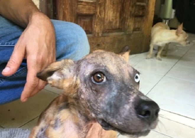 A hungry dog was waiting on the road for one car to stop for her