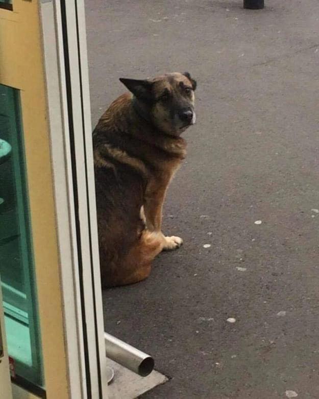 A dog with its very appearance will make you ashamed of your actions