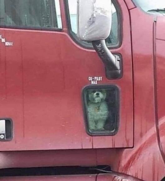 A dog with its very appearance will make you ashamed of your actions