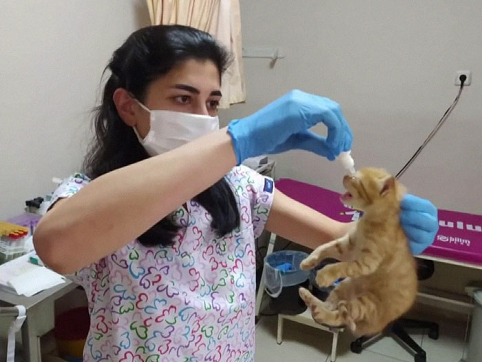 This cat brought her kittens to the doctor! A mother will never leave a child in trouble!
