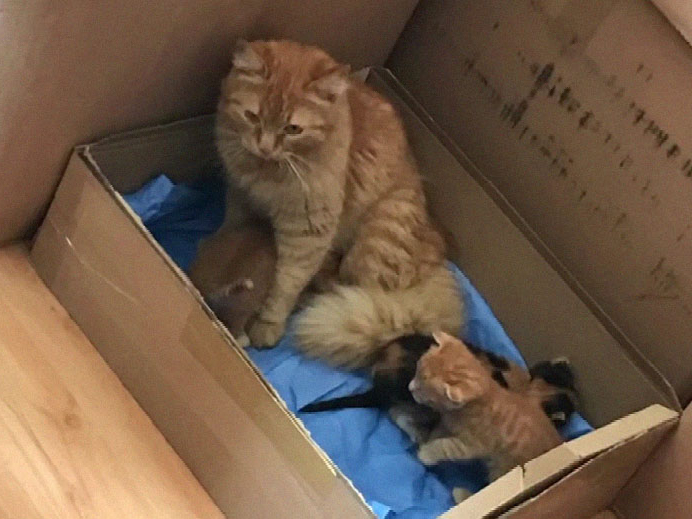 This cat brought her kittens to the doctor! A mother will never leave a child in trouble!