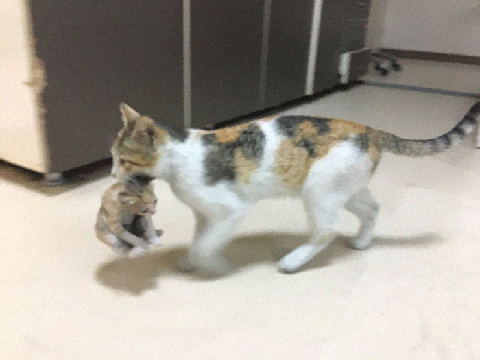 This cat brought her kittens to the doctor! A mother will never leave a child in trouble!