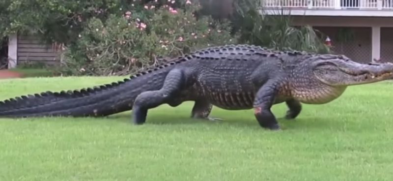 He appeared out of nowhere! Alligator on the field scared the athletes