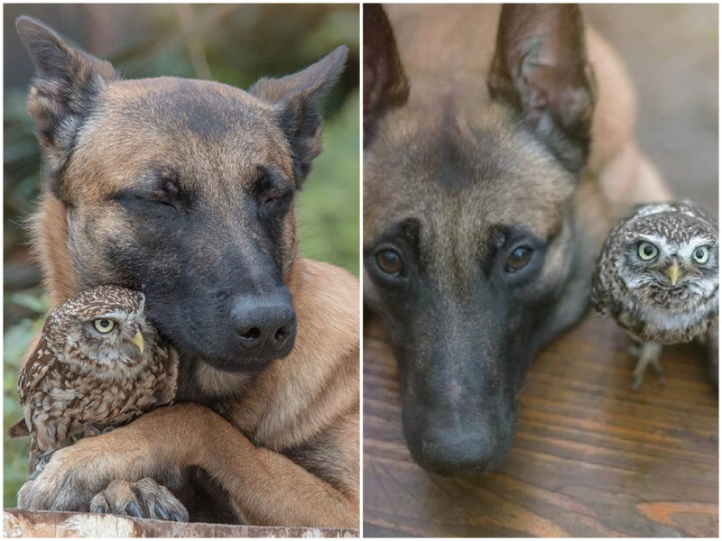 Do opposites attract? Real friendship between a dog and an owl