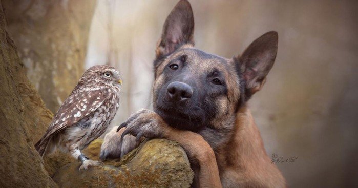 Do opposites attract? Real friendship between a dog and an owl