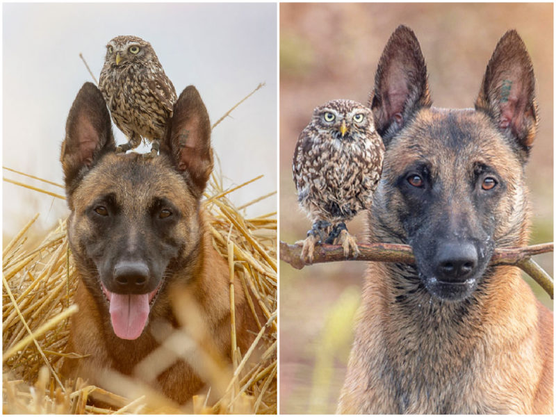 Do opposites attract? Real friendship between a dog and an owl
