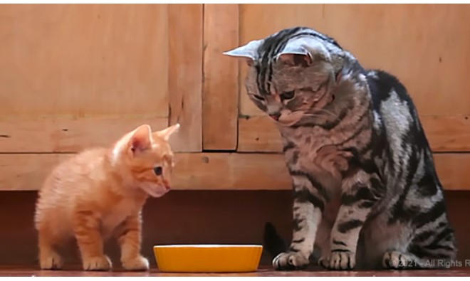 This kitten learns some key life lessons from this cat, and it had me in stitches! Hysterical!