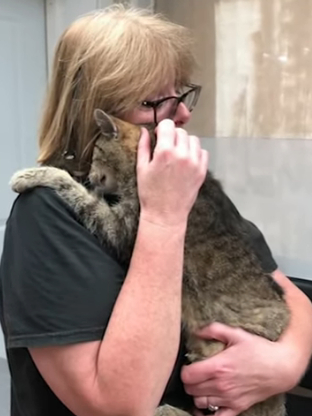 Long years of wandering behind! The cat returns to its owner