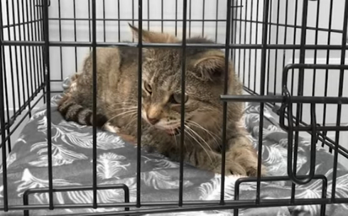 Long years of wandering behind! The cat returns to its owner