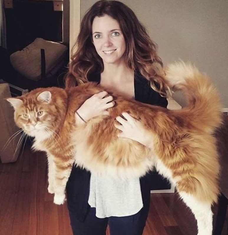 This couple is enjoying the biggest MaineCoon ever! But in my heart it's all