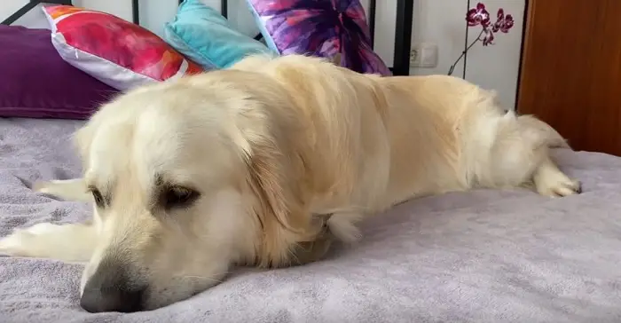 The dog has given birth to 22 rabbits and takes excellent care of them! Sweet babies adore their mommy