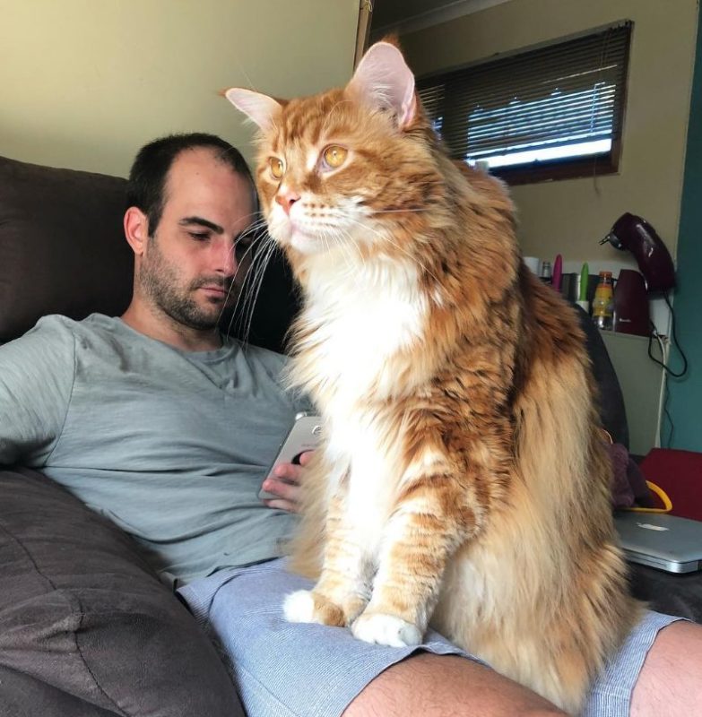 This couple is enjoying the biggest MaineCoon ever! But in my heart it's all