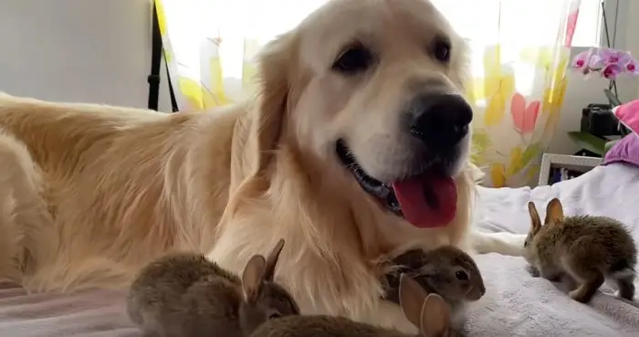 The dog has given birth to 22 rabbits and takes excellent care of them! Sweet babies adore their mommy
