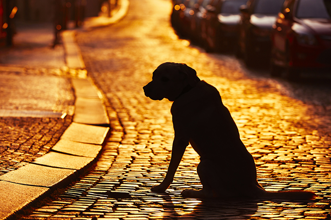 Dog cried like a baby when he saw his lost owner for the first time