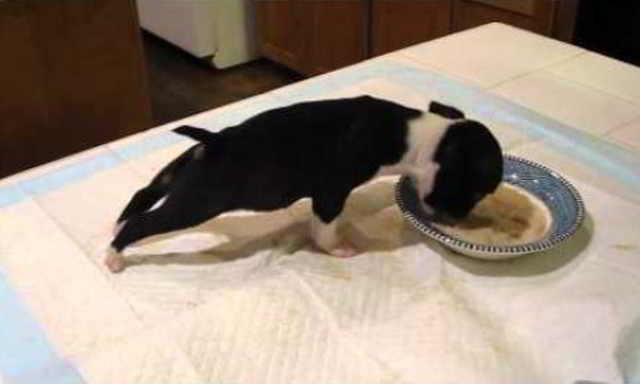 The puppy has been waiting for his food for a long time, and now he waited! You see what happens to him