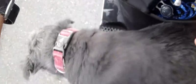 Dog cried like a baby when he saw his lost owner for the first time