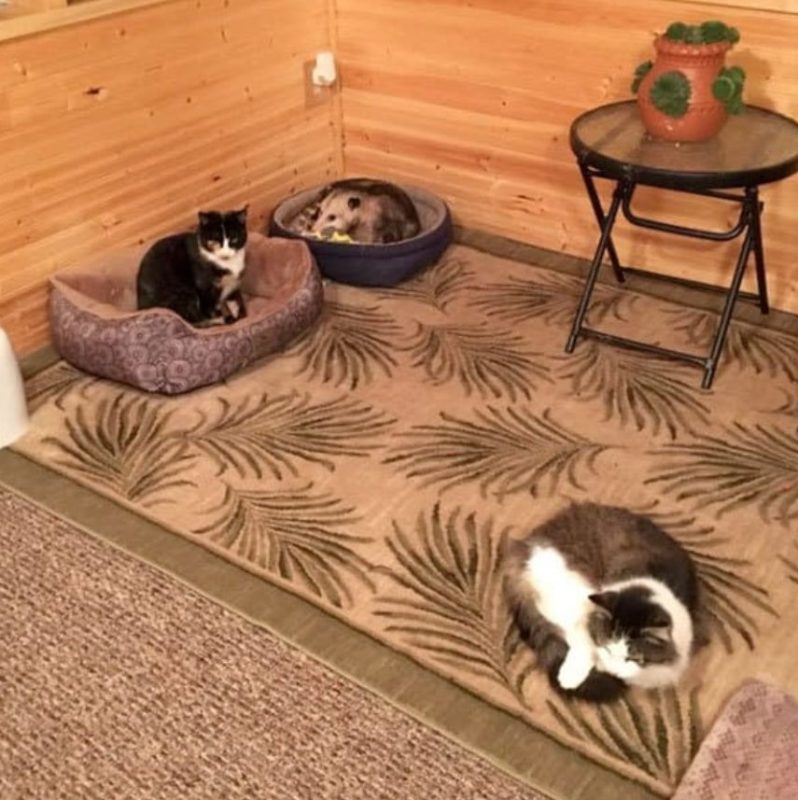 A touching story of a grandmother and an unexpected visitor! She thought she was caring for three kittens at first