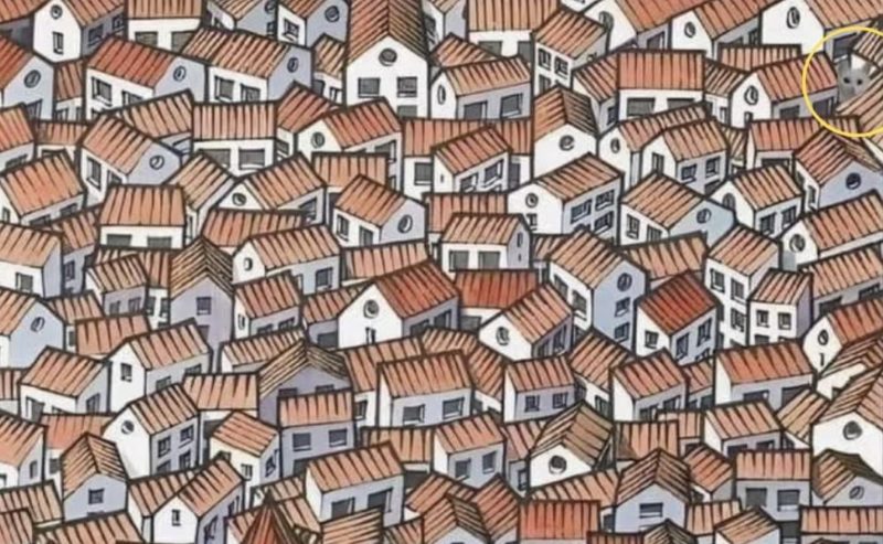 In just 10 seconds, you'll find the hidden kitten! This hard photo puzzle will put all your skills to the test!