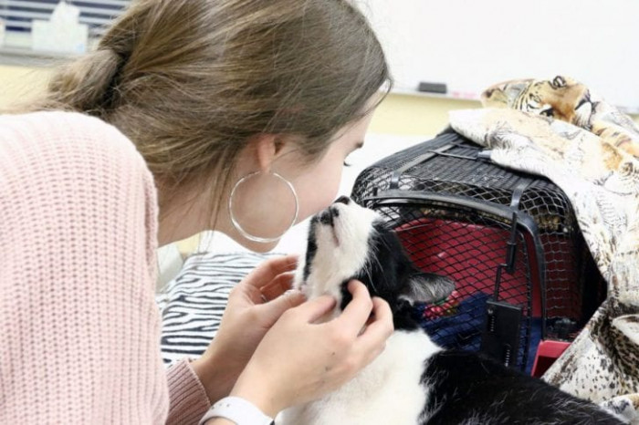 While volunteering at an animal shelter, a teen discovers her long-lost childhood cat