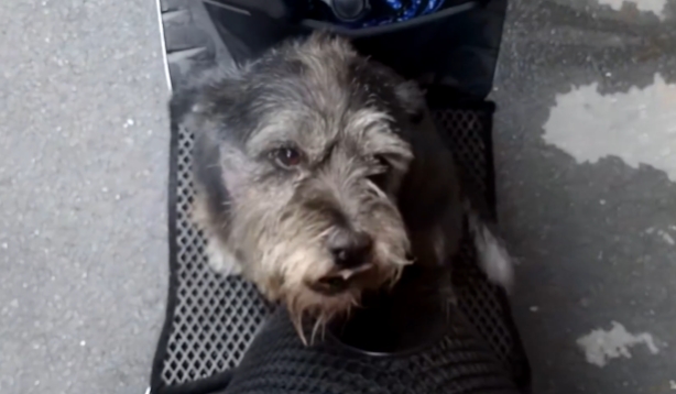 Dog cried like a baby when he saw his lost owner for the first time