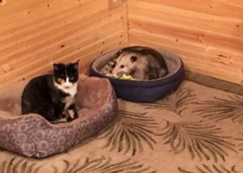 A touching story of a grandmother and an unexpected visitor! She thought she was caring for three kittens at first