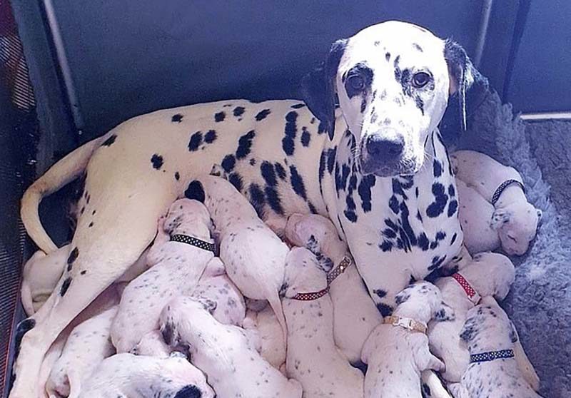 Mother heroine! 18 Dalmatian puppies appeared in 3 yearold Nelly