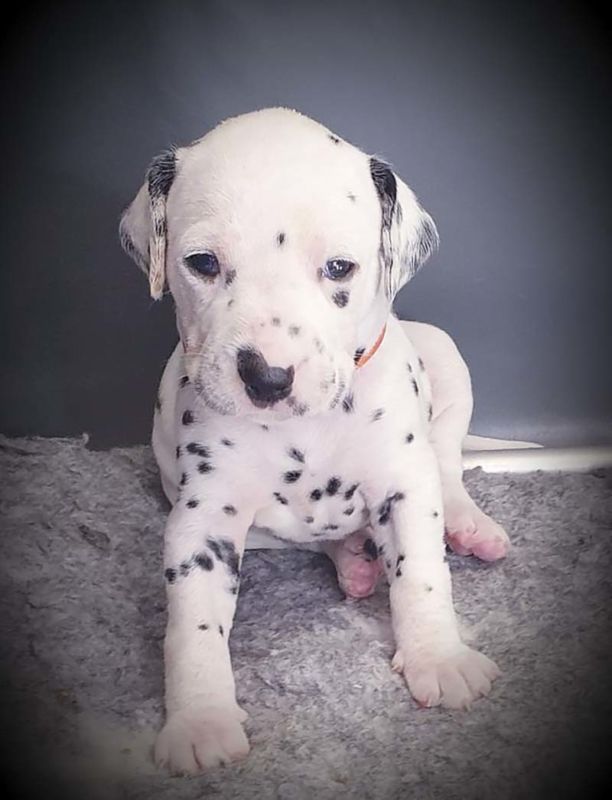 Mother heroine! 18 Dalmatian puppies appeared in 3 yearold Nelly
