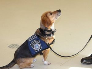 The dog suffered from loneliness, but today he is happy, and his wet nose is beneficial