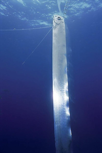 Doomsday Fish! what you need to know about the most terrible inhabitant of the ocean, which portends disaster