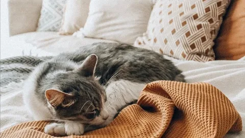The cat was taken from the shelter and torn from a friend! Here's what the new pet owner did