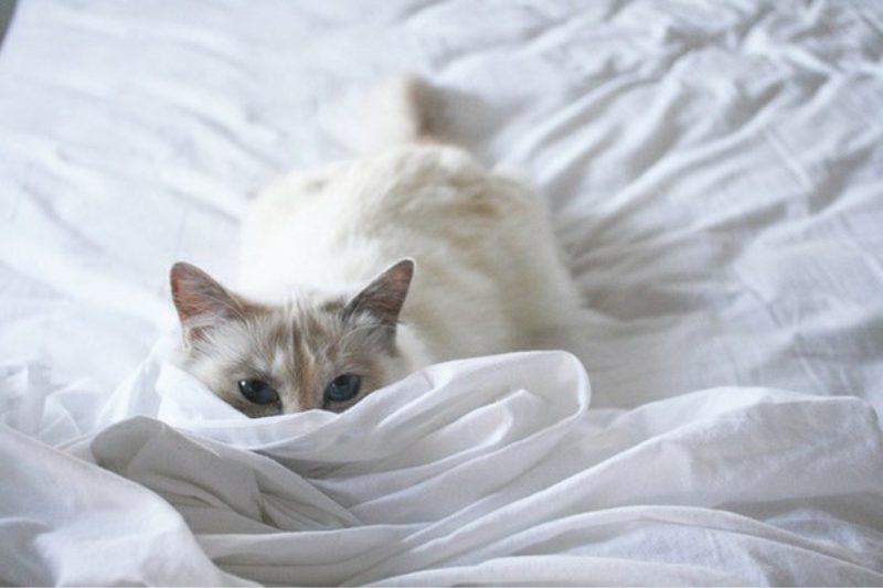 The cat was taken from the shelter and torn from a friend! Here's what the new pet owner did