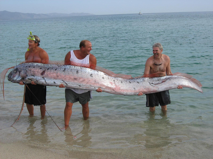Doomsday Fish! what you need to know about the most terrible inhabitant of the ocean, which portends disaster
