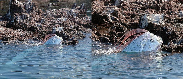 Doomsday Fish! what you need to know about the most terrible inhabitant of the ocean, which portends disaster