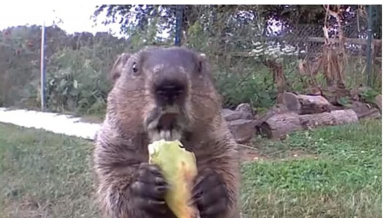 A man installed a camera on the site to find a vegetable thief, but suddenly fell in love with him